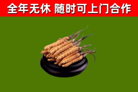 建阳烟酒回收冬虫夏草.jpg